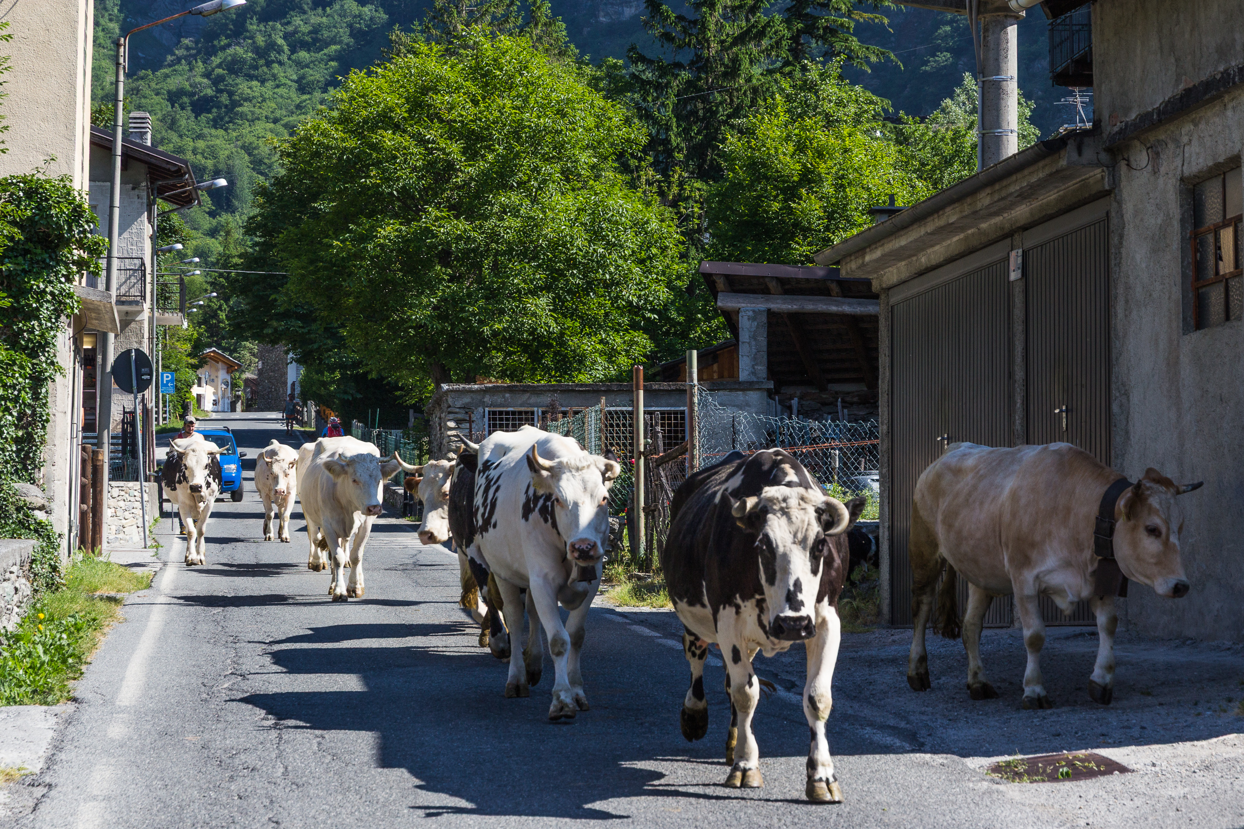 Kühe auf der Dorfstraße im Aufstieg zum Col du Mont Cenis